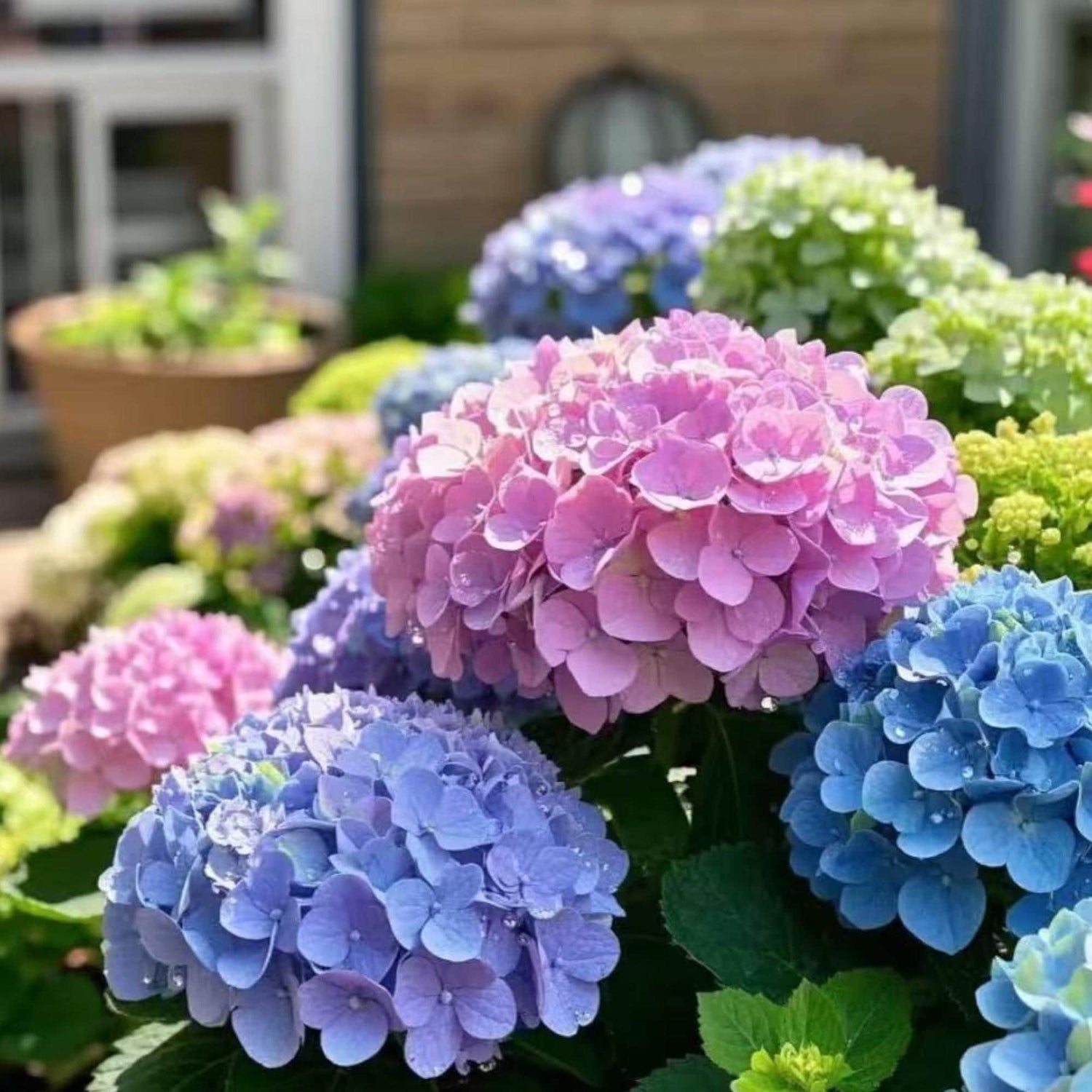 Bicolor Sonata Hydrangea Seeds or Seeds Flower Flower Seeds – Heirloom, Non-GMO, High Germination Organic Garden Seeds