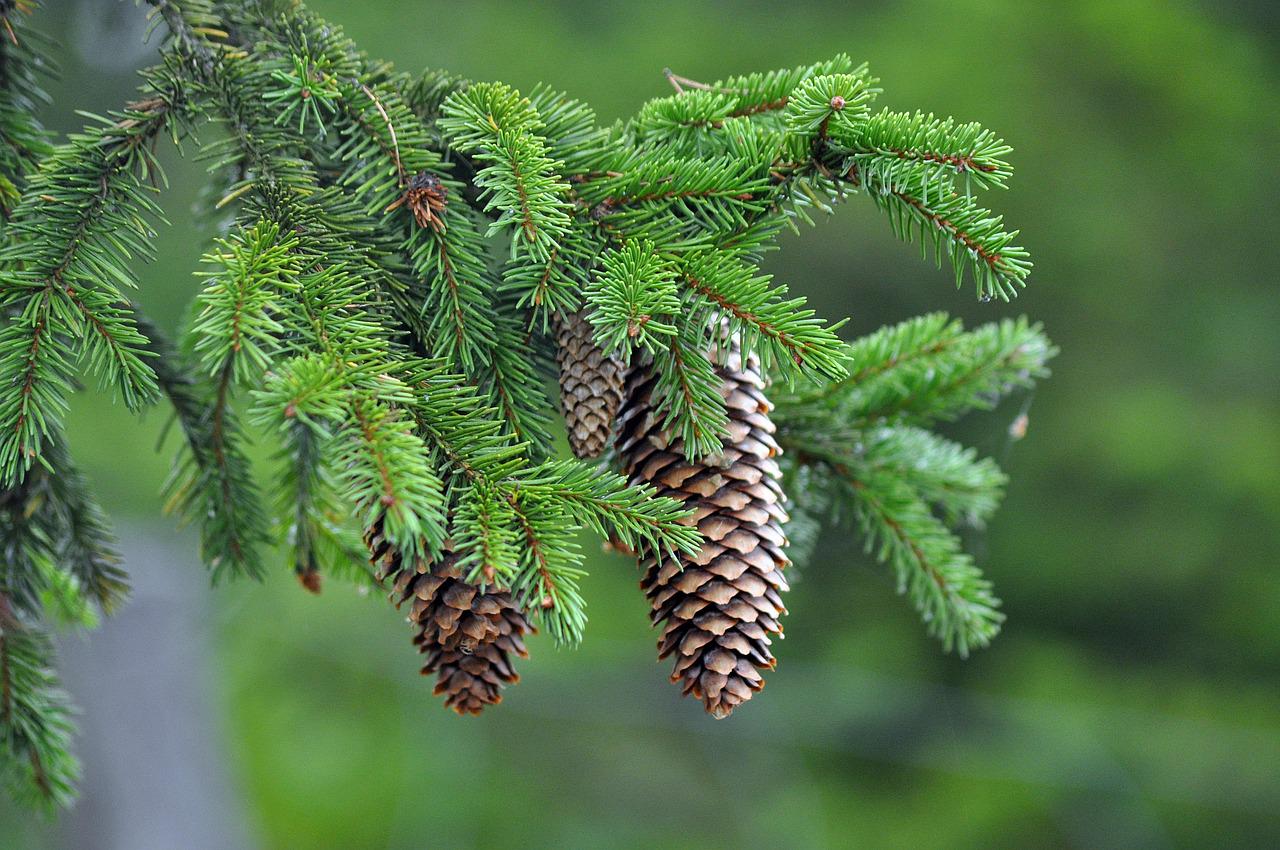 Organic Abies Koreana Plant Seeds for Planting – Heirloom, Non-GMO
