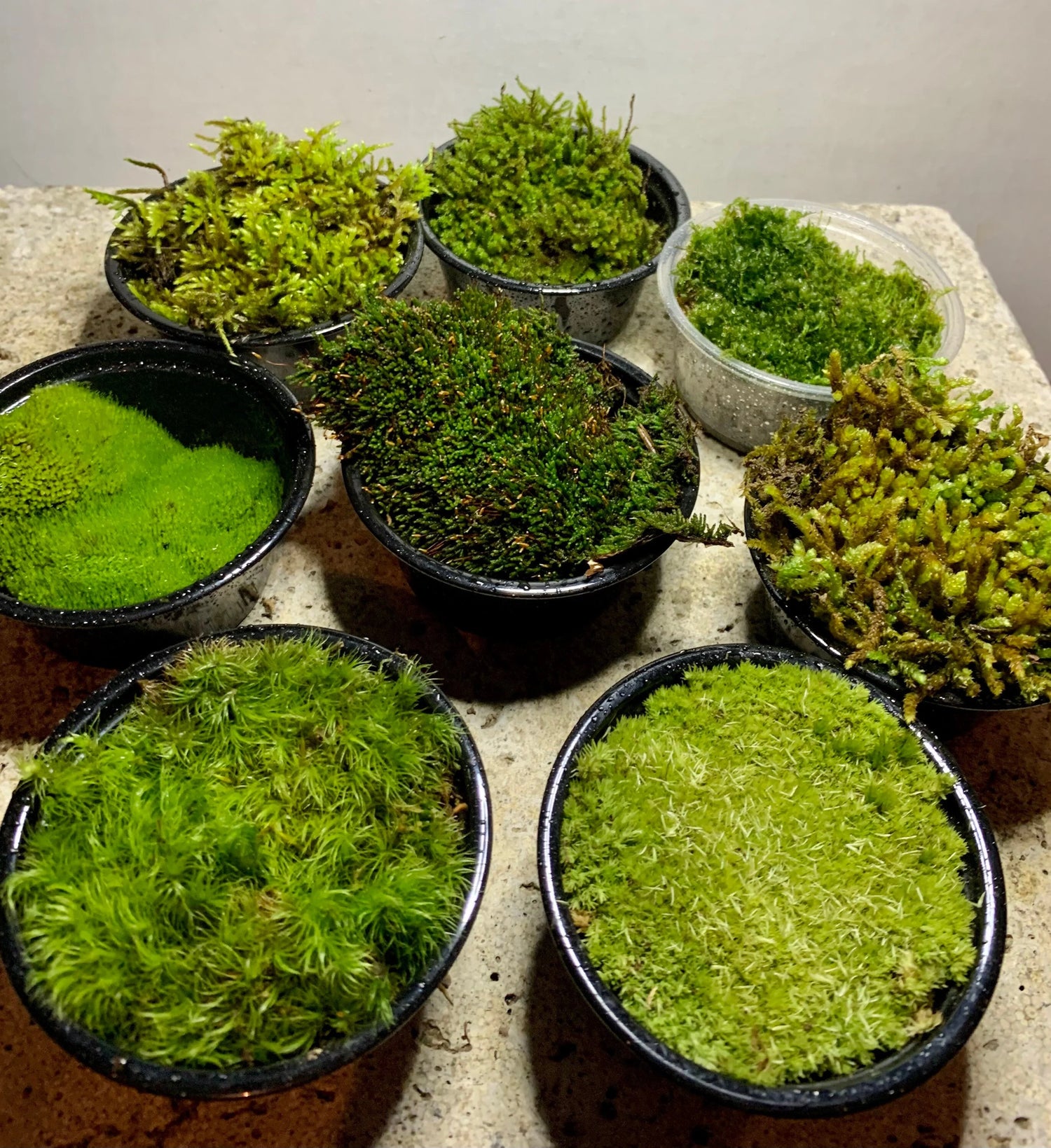 Green Moss Bryum argenteum ground cover seeds for indoor pots