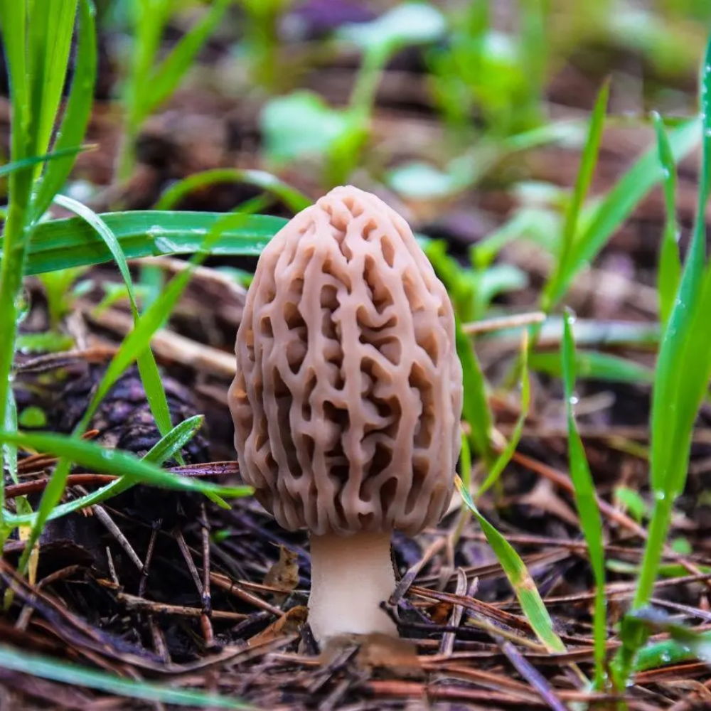Mixed Morel Mushroom Vegetable Seeds for Planting – Deep Brown Variety