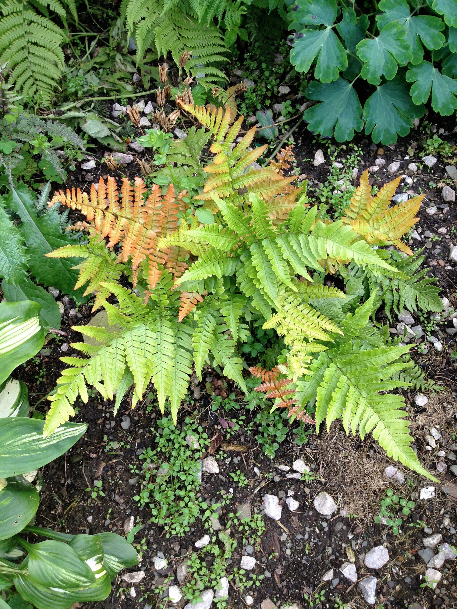 Dryopteris Erythrosora Plant Seeds for Planting, Heirloom, Non-GMO