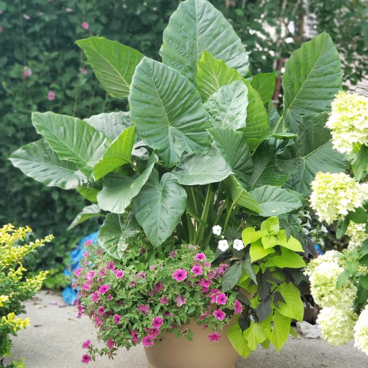 Heirloom Green Alocasia Plant Seeds, Non-GMO Decorative Foliage for Planting