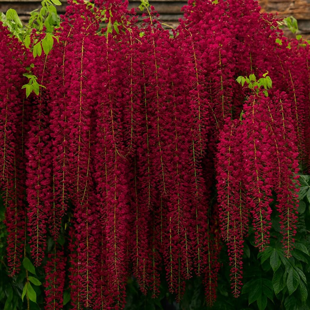 Red Wisteria Flower Seeds Wisteria floribunda for Perennial Ornamental Garden