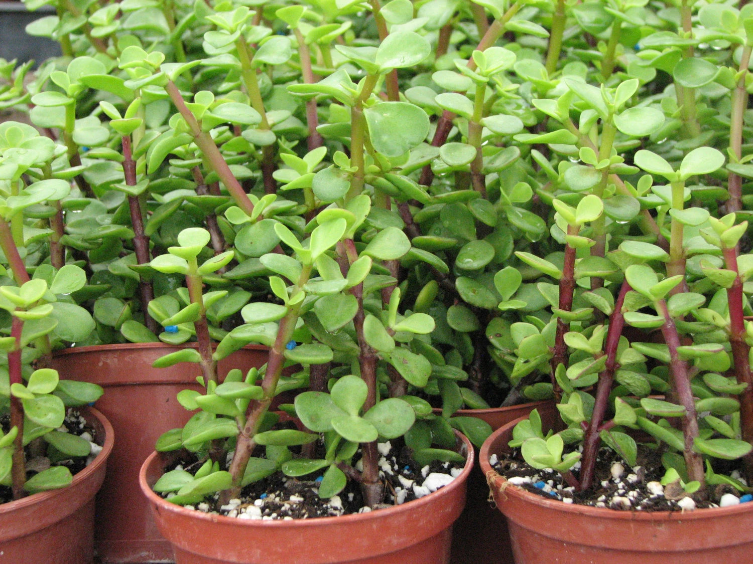 Portulacaria Plant Seeds for Planting – Fresh, Organic, Heirloom, Non-GMO Succulent Seeds