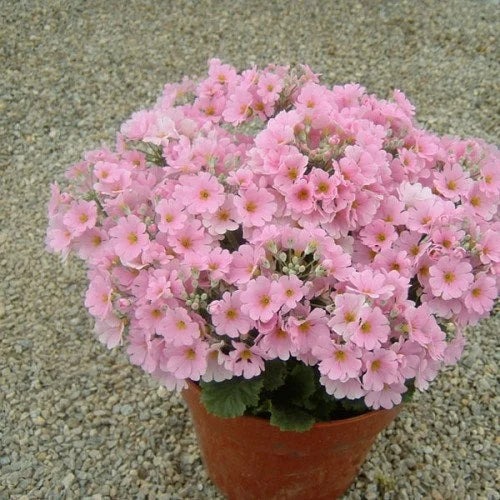 Pink Primula Malacoides Seeds – Heirloom, Non-GMO Flower Seeds for Planting Delicate Blooms