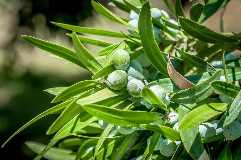 Illawarra Plum (Podocarpus elatus)