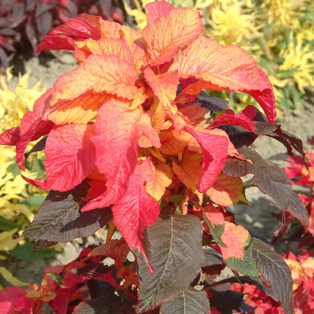 Amaranthus Illumination Tassel Flower Seeds