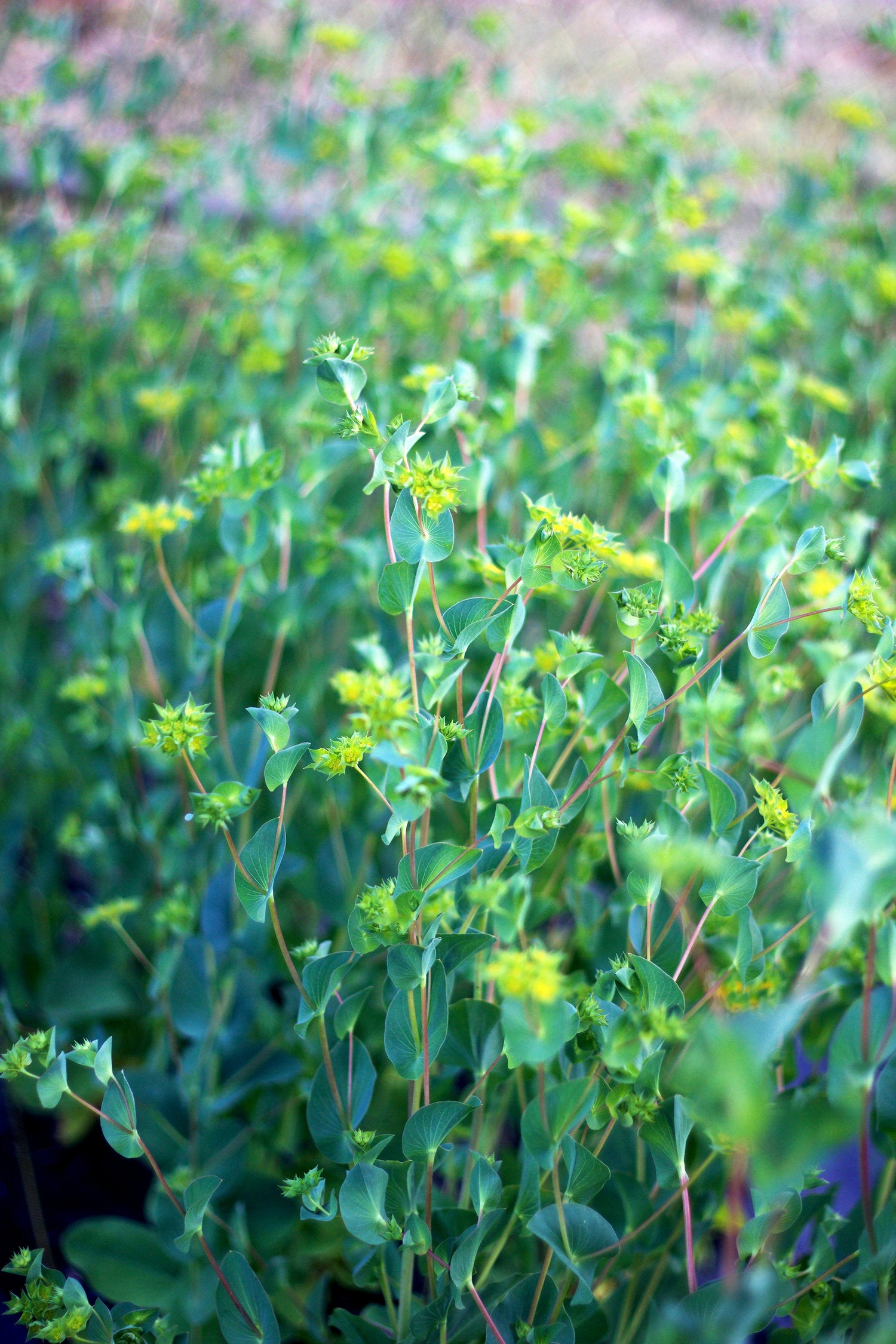 Bupleurum Green Gold