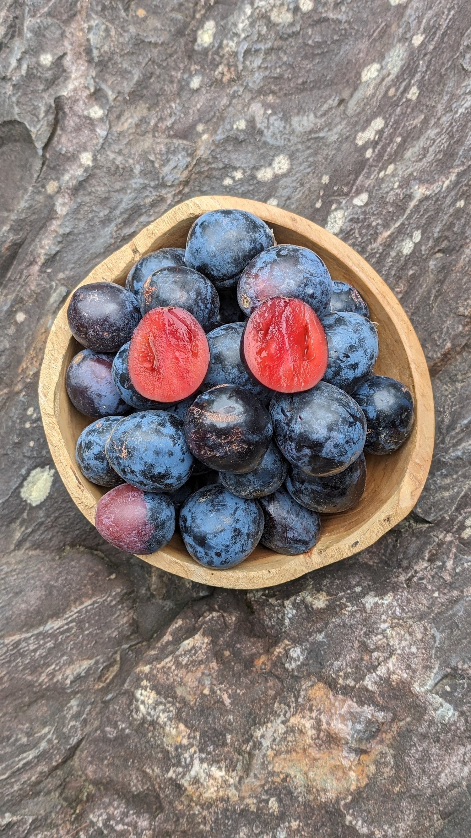 Davidson’s Plum (Davidsonia spp.)