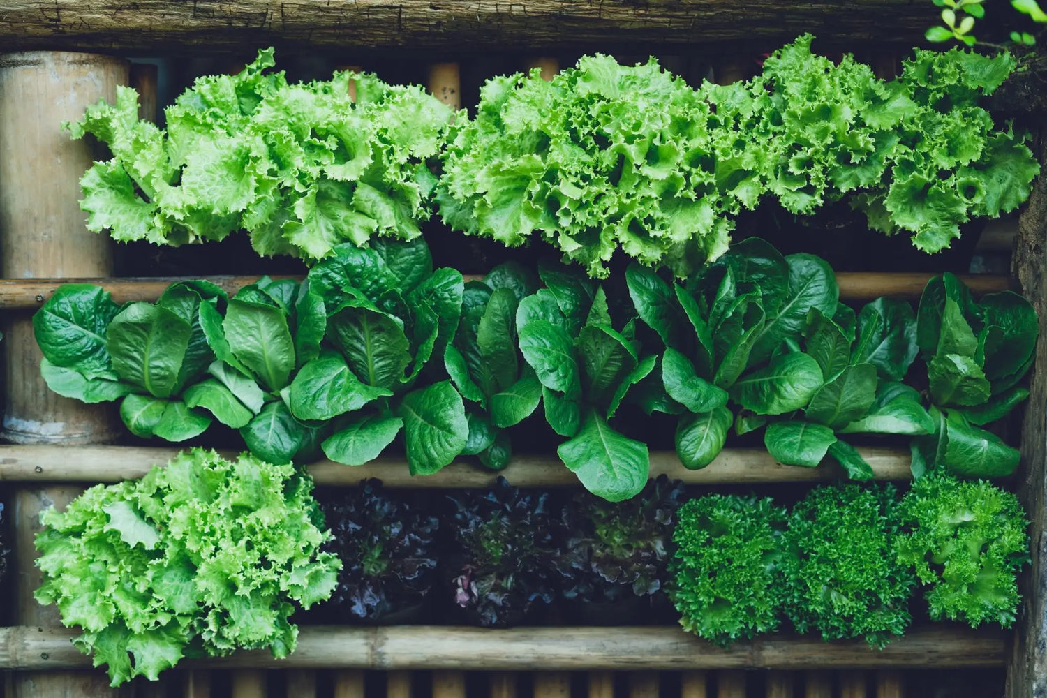 Alfresco Vegetable Seeds for Planting