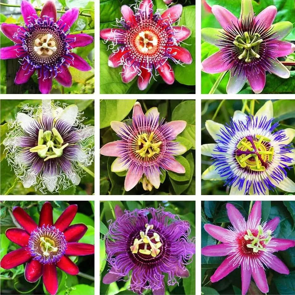 passion flower seeds near me Passion Flower Seeds