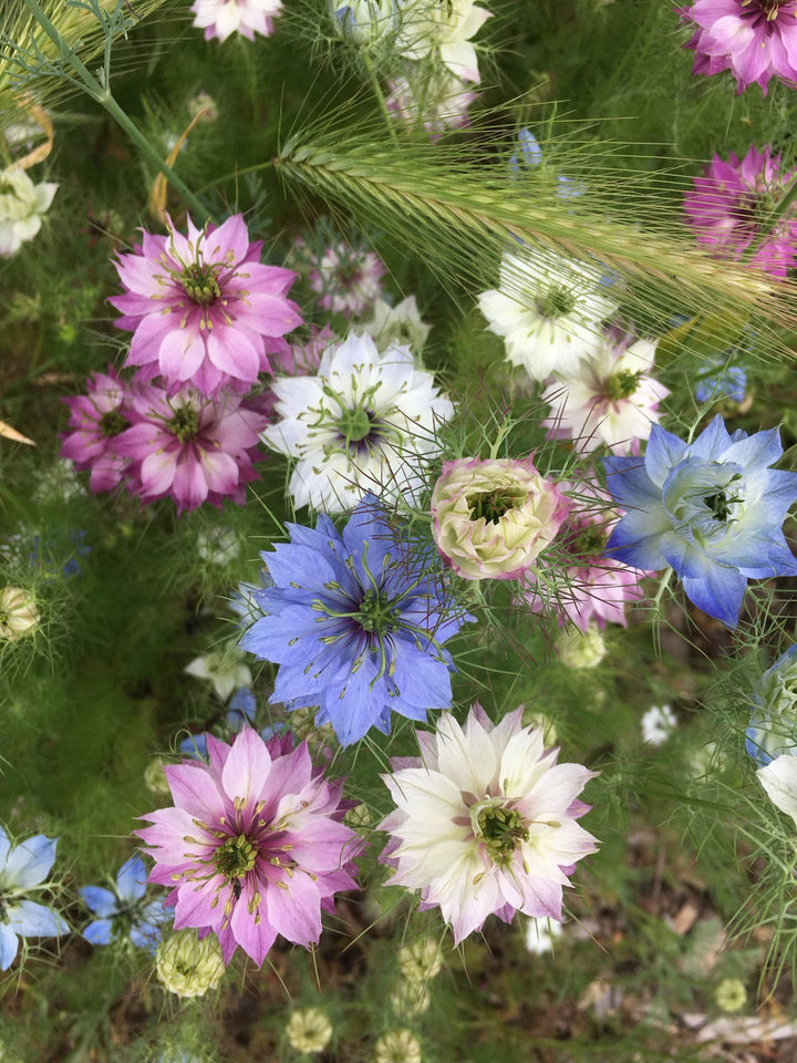 Damascena Flower Seeds for Planting - 100 pcs
