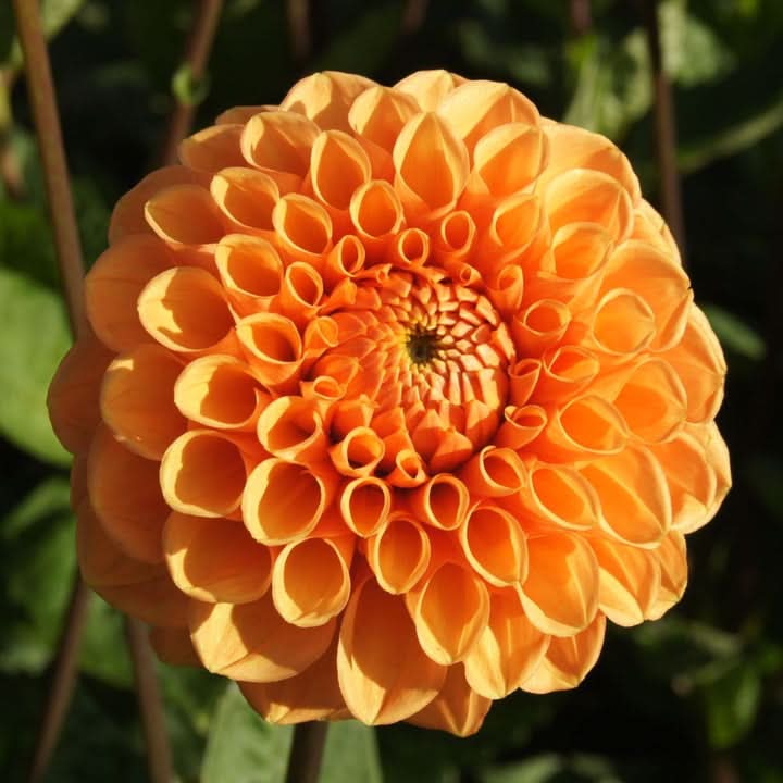 Dahlia Flower Seeds for Planting