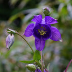 Blue Aquilegia Flower Seeds for Planting – NON GMO Seeds for planting in home garden
