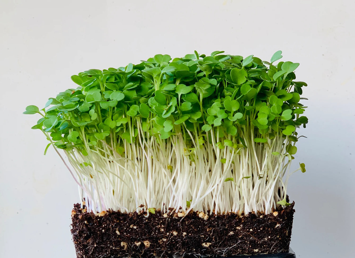 Arugula Organic Microgreen Seed