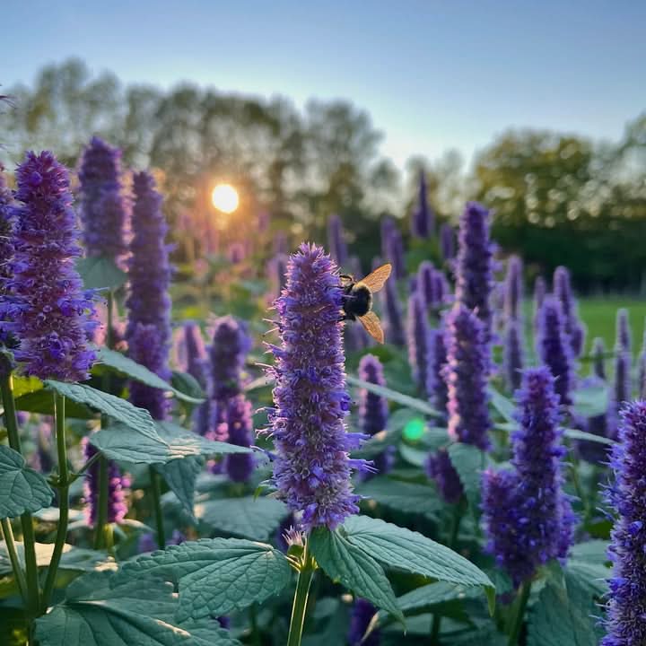 Giant Anise Hyssop Flower Seeds – Heirloom, Non-GMO Herb Seeds for Pollinator-Friendly Planting