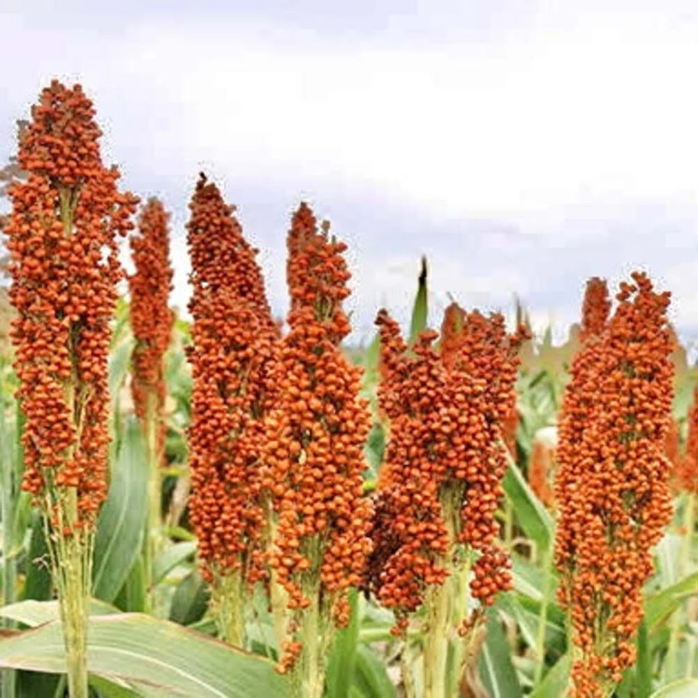 Red Sorghum Vegetable Seeds for Planting heirloom & Non-GMO Seeds