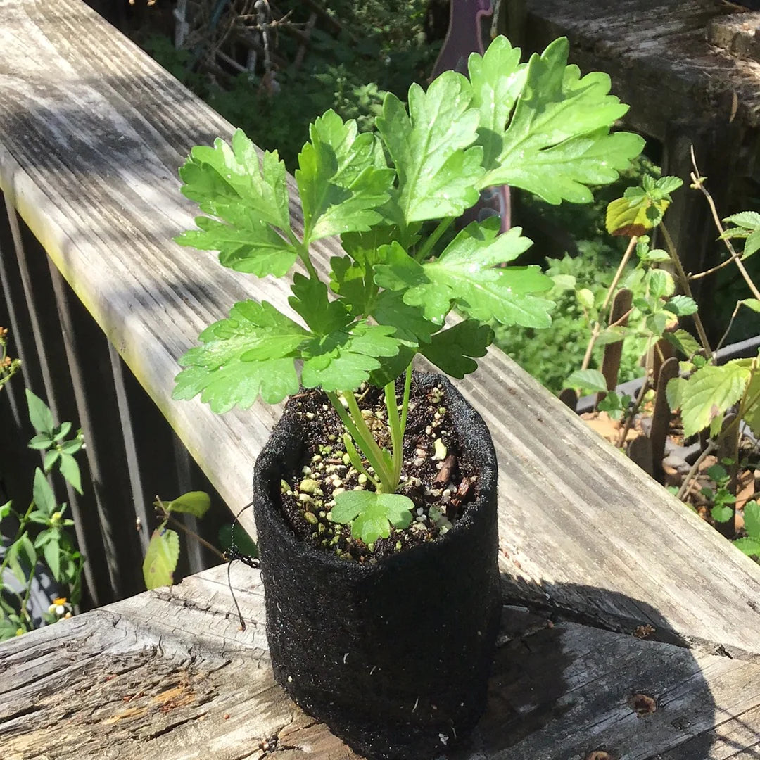 Giant of Italy Organic Parsley Seed