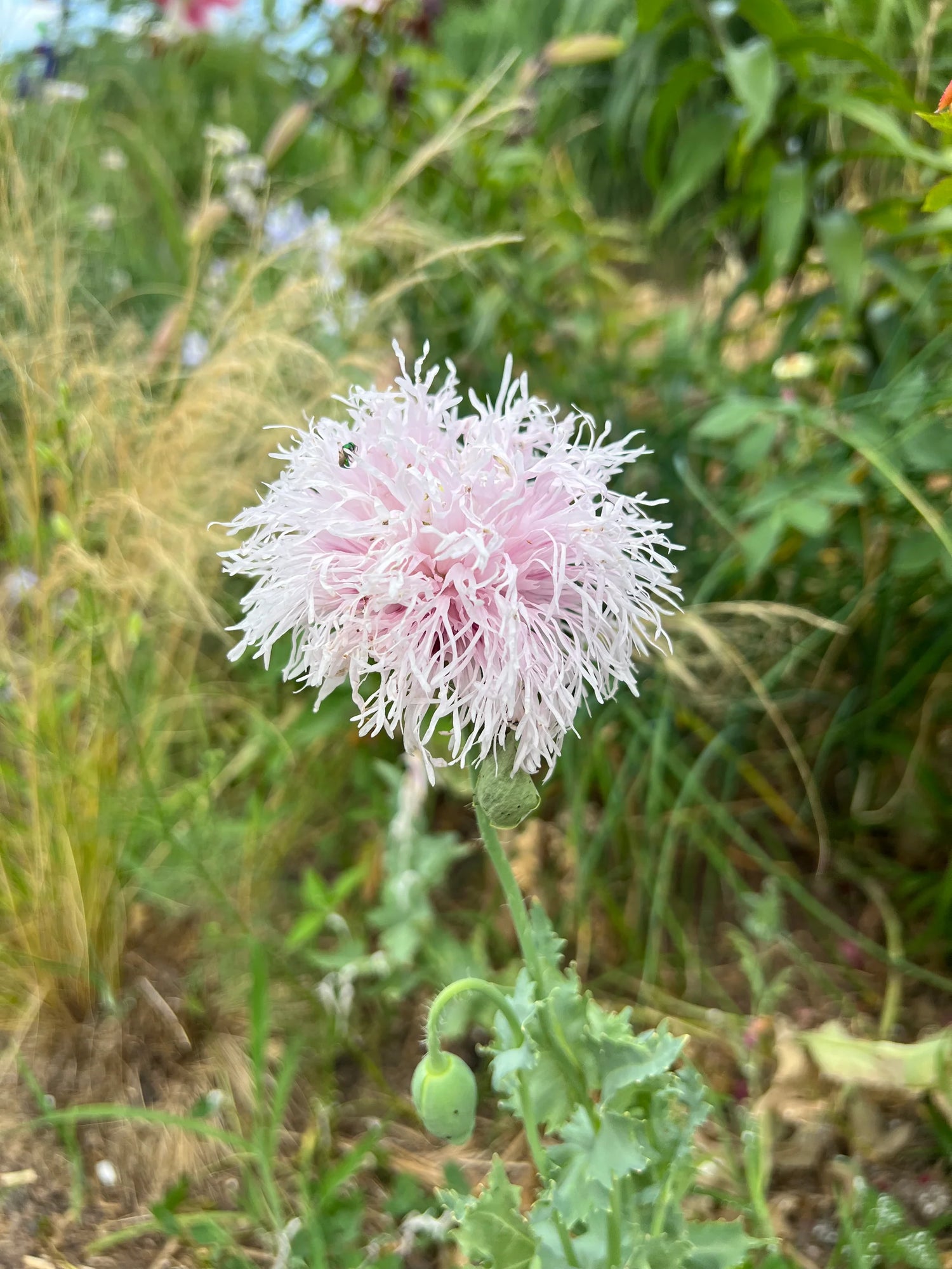 Poppy Seeds - Lilac Pompon