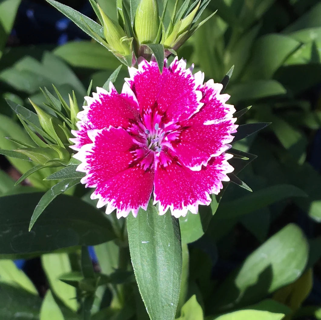 Dianthus Telstar Viola Picotee Seeds – Colorful annual bloom series