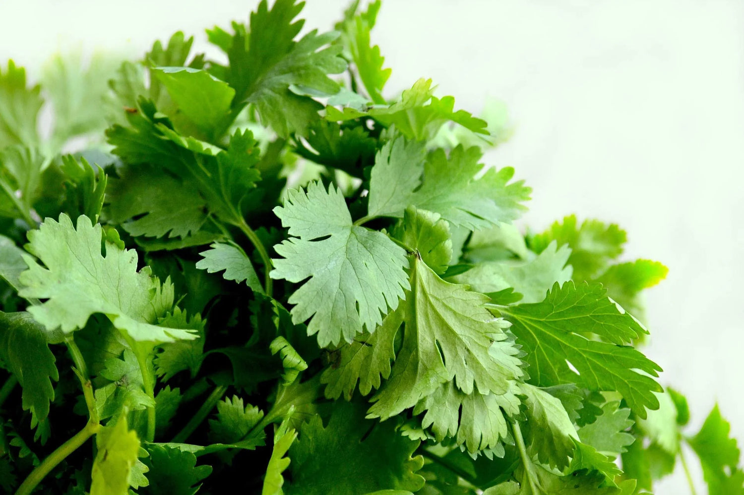 Coriander Seeds for Planting heirloom & Non-GMO Seeds