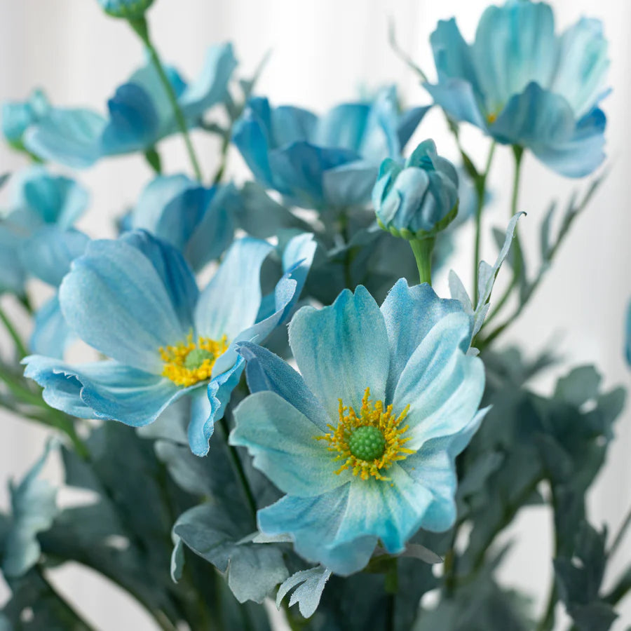 Blue (Blue scientific name) for planting in garden