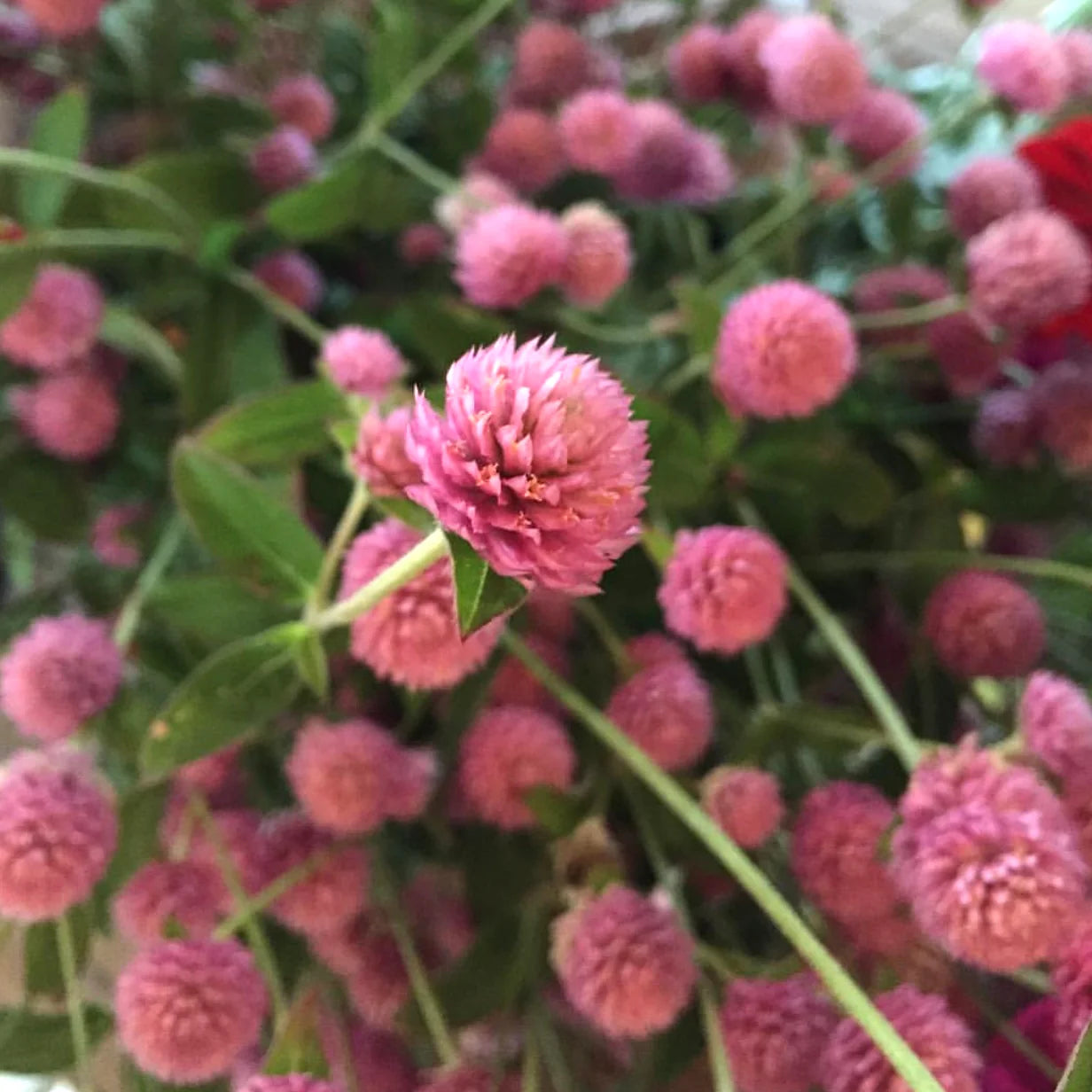 Raspberry Cream
 Gomphrena Seed