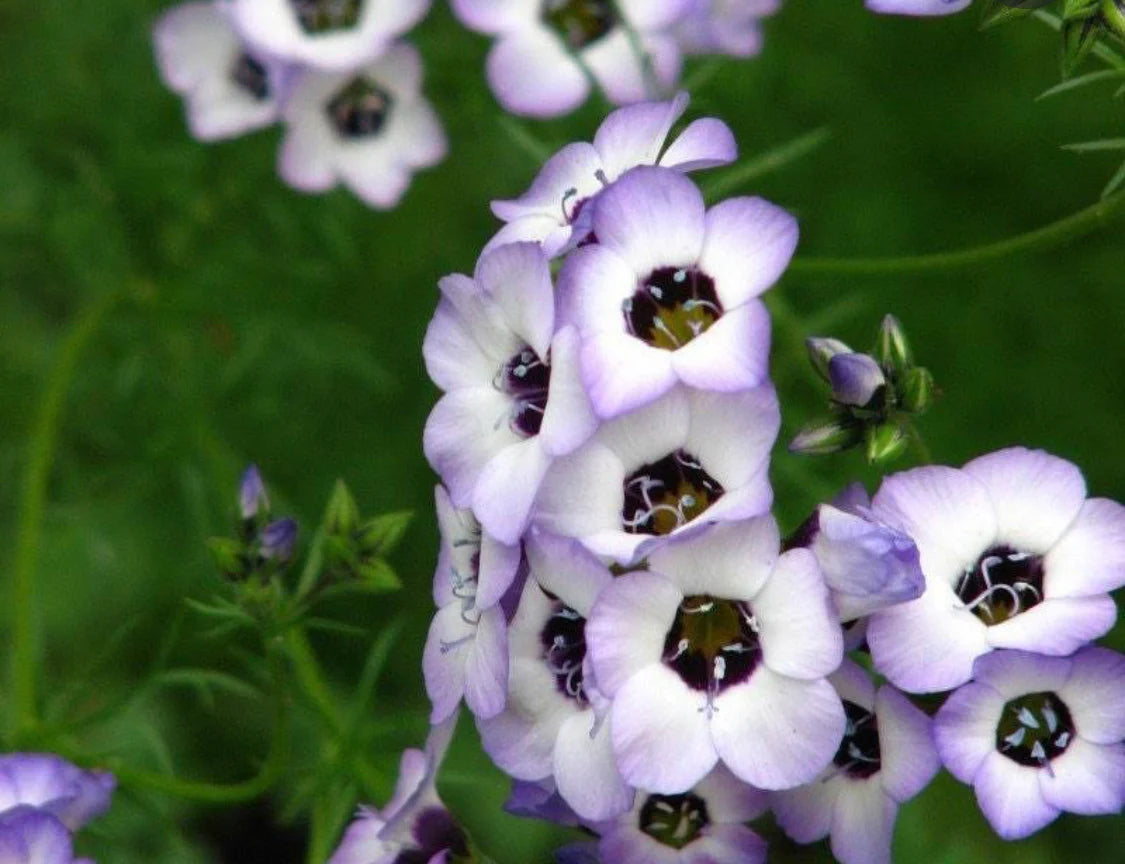 Bird's Eyes Felicitas - Gilia Seeds