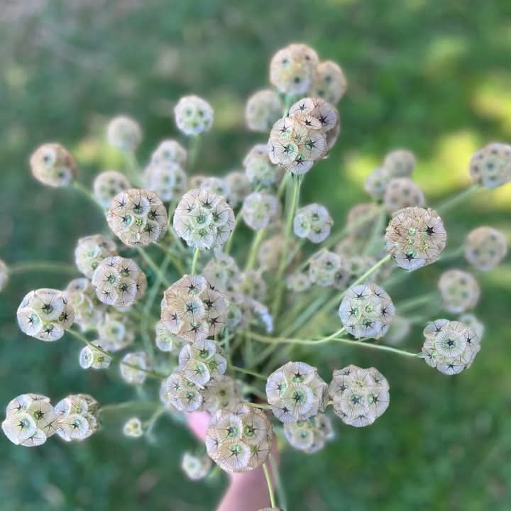 Drumstick Scabiosa Flower Seeds for Planting – Unique Globe-Shaped Garden Blooms