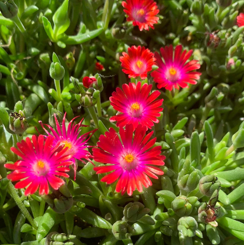 Delosperma Jewel of Desert Garnet Seeds