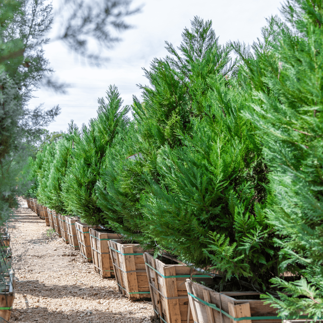 Italian Cypress Tree