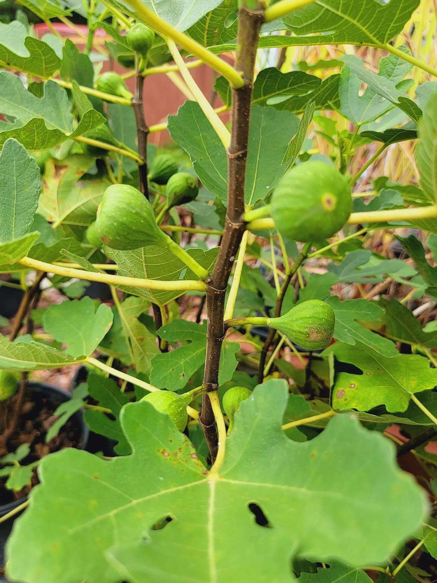 Ficus Stella Fig Seeds