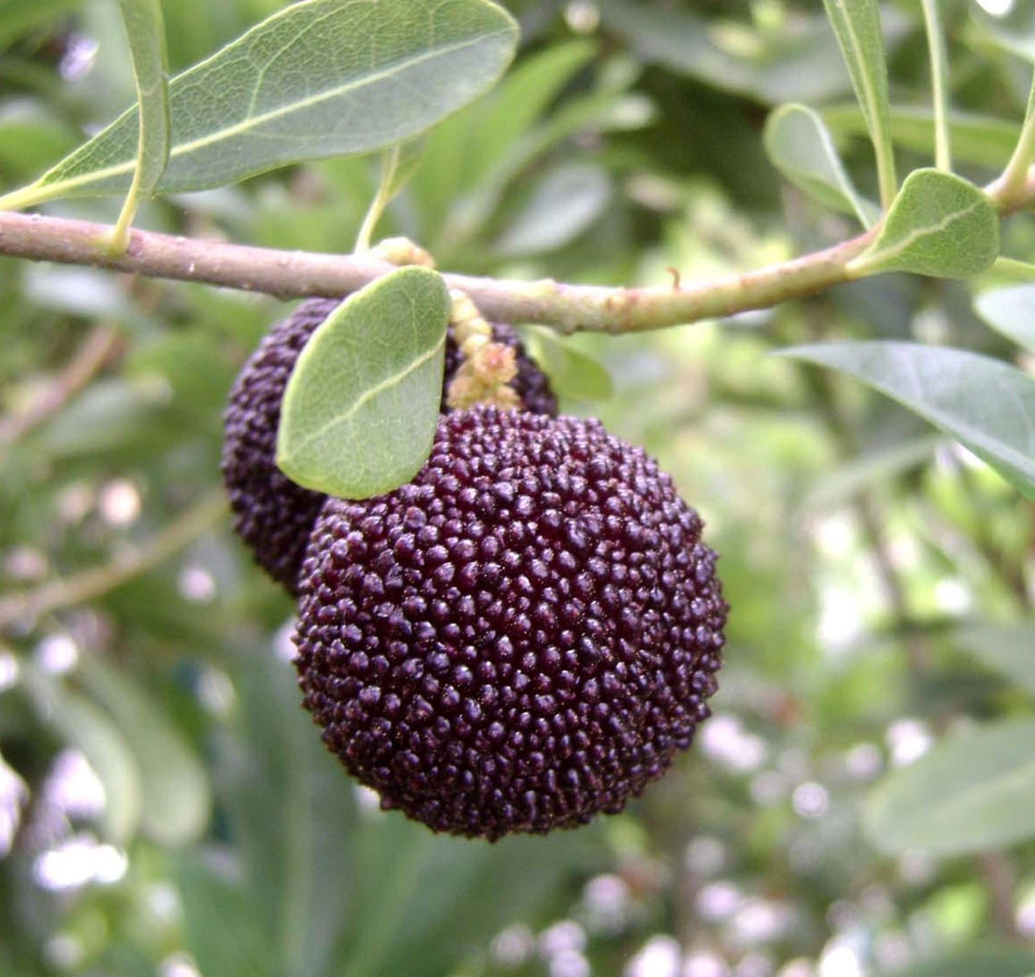 Yangmei Fruit (Myrica rubra / Common Name: Yangmei Fruit)