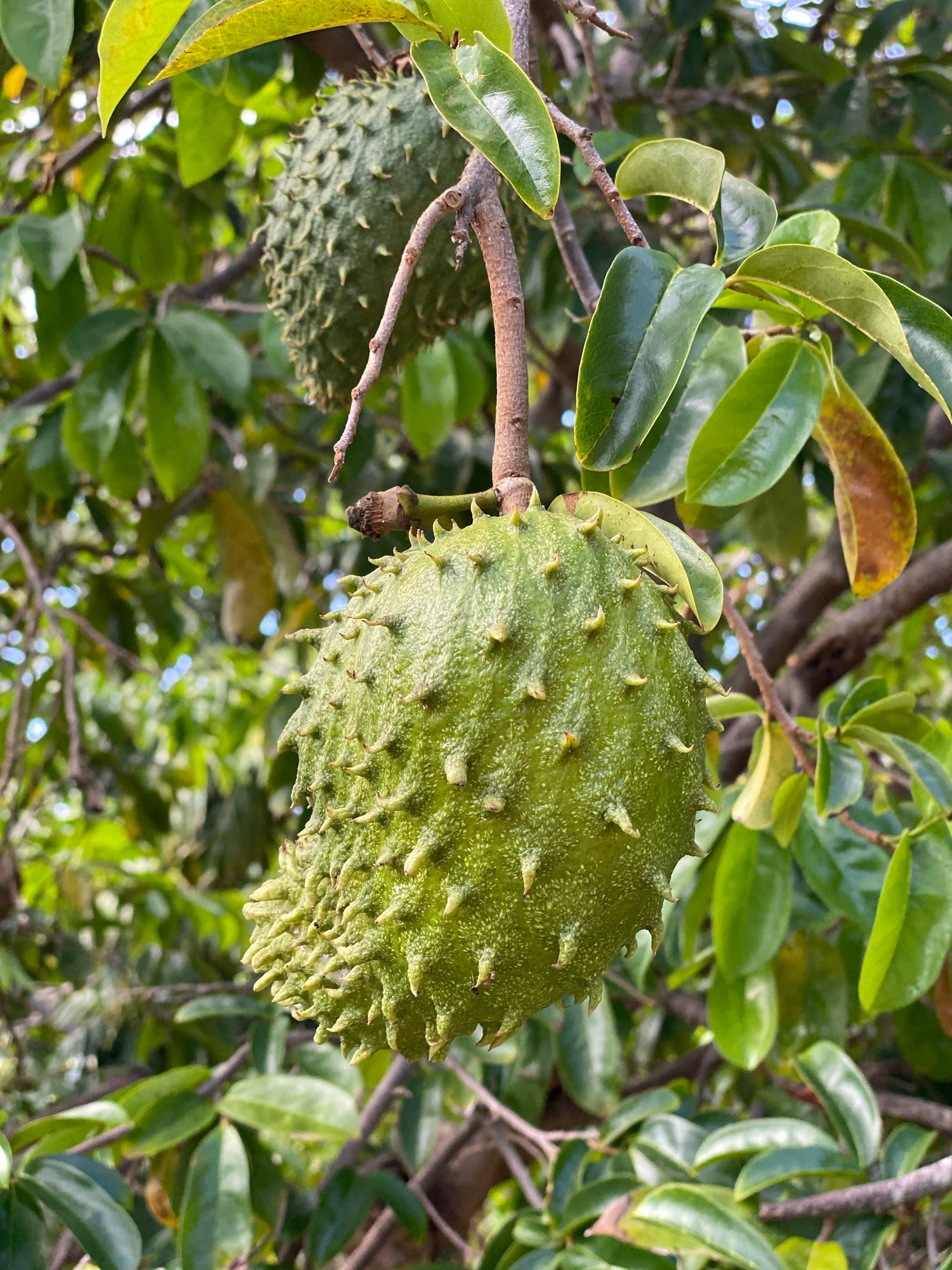 Guanábana (Annona muricata)