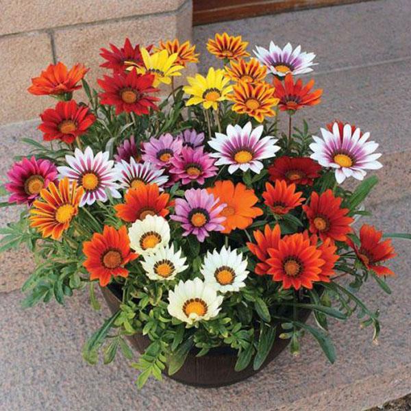 Gazania Star Light Dwarf Seeds