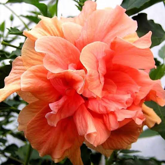Chinese Hibiscus Hibiscus Rosa-Sinensis Flower Seeds for Planting in home garden and balcony planters