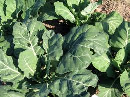 Collard Seeds - Champion