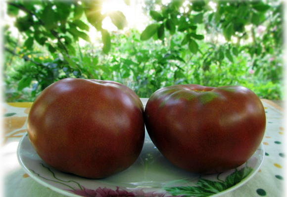 Tomato Gnome Solanum lycopersicum vegetable seeds for planting in vertical garden or container garden
