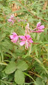 Willowherb Flower Seeds for Planting - 100 pcs