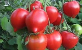 Tomato Kron Drucken Solanum lycopersicum vegetable seeds for planting in backyard gardening