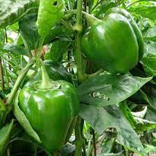 Bell Pepper Capsicum Annuum Sweet Vegetable Seeds for Planting – Great for Kitchen Garden and Fresh Culinary Use