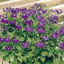 Rapid Blue Lobelia Seeds