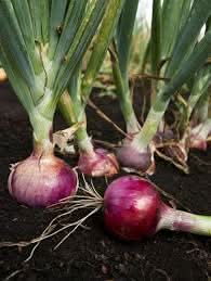Onion Vegetable Seeds for Planting - heirloom & Non GMO Seeds