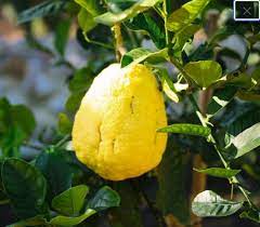 Yellow Citron Citrus Plant Seeds - Grow Fragrant Yellow Citron Fruits at Home