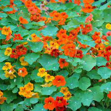 Cream Red Nasturtium Flower Seeds Seeds for Gardening