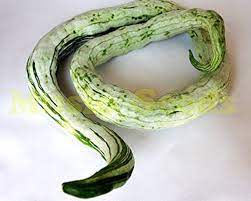 Melon Japanese Snake Cucumis melo fruit seeds for planting in backyard garden or vertical garden