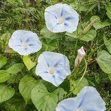 Morning Glory Blue Star