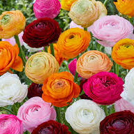 Ranunculus Seeds - Happy Mix