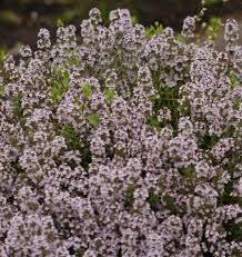 English Thyme Seeds