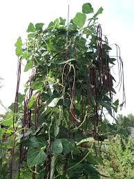 Chinese Bean Vigna Unguiculata Seeds for planting in backyard garden